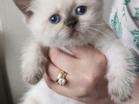 Cins kedi sağlık sorunları yoktur