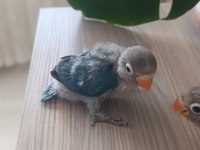 El Besleme Yavru Cennet Papağanımız