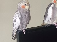 Sultan papağanı 5 aylık