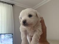 6 Adet Maltese Terrier Yavruları