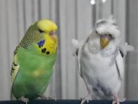 Japonese Muhabbet Kuşu