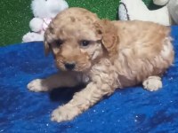 Harika Maltipoo Minikler