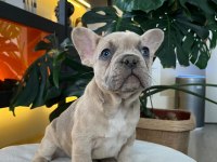Egzotik french bulldog yavrularım harika renkler ve anatomiler