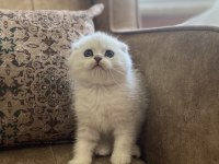 Irk Garantili Şecereli Anne Babanın Scottish Fold Silver Bebeği