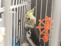 5 Aylık Erkek Sevimli Sultan Papağanı