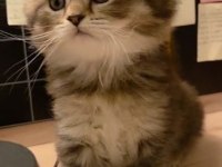 Safkan ve sağlıklı yavru british longhair