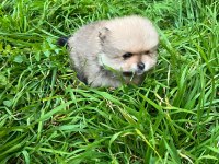 Kendi Üretimim Son 3 Yavru 60 Günlük Pomeranian Boo Bebekler
