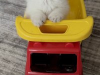 British Shorthair Yavru Kediler