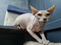 Safkan Sfenks (Yetişkin)