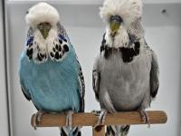 Yeni eşleme show jumbo ve jumbo çift muhabbet kuşlar