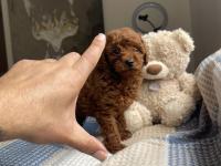 3 aylık kore poodle yavrular