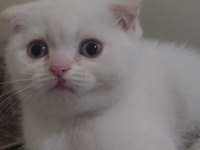 Scottish Fold Blue 2 Aylık