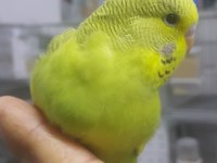 Alıştırmalık Ve Konuşturmalık Kuşlar 33 Günlük Bebekler