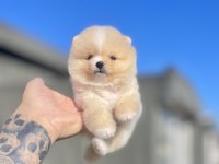 Ayı surat pomeranian boo yavrular
