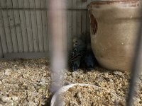 Yavru Muhabbet Kuşu