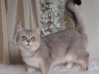 British shorthair blue golden cana yakın uysal