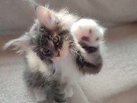 Aşıları Tamamlanmış Tüm Belgeleri İle Teslim Edilecek Safkan Maine Coon