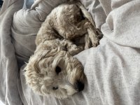 Köpeğim 1 Yaşında Maltipoo Cinsi