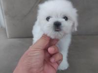 2.5 aylik kore maltese erkek