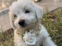 2 Aylık Maltese Terrier Köpeğimiz Erkek