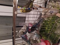 Ev Üretimi Yeni Yeme Düşen Muhabbet Kuşu Yavrular