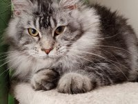 Dişi Ve Erkek Maine Coon İyi Kalite