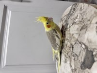 Sultan Papağanım Sahiplendirilecektir (₺)