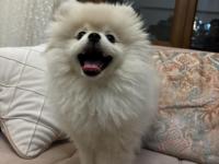 Pomeranian Boo 3 Aylık