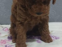 A Kalite Orjinal Koyu Toy Poodle