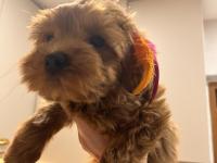 0 Numara Red Brown Dişi Aşılı Poodle