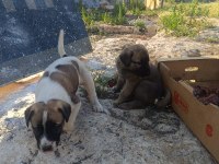 Üst Düzey Yavru Kangal Köpekleri