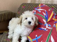 Maltipoo Yavruları