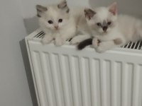 British Shorthair Yavrular