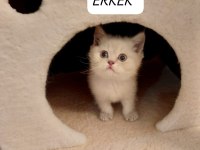 Lynx Point British Shorthair Paşam Hazır