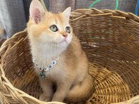 Safkan Scottish Yavrular Teslime Hazır