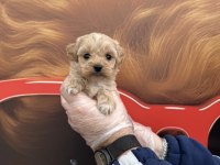 Babyface Maltipoo Yavrularımız