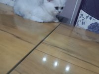 Minik British Shorthair Prenses