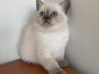 British Bluepoint Yavrularımız Yeni Yuvalarına Gitmeye Hazırlar