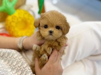 Vecihiden ırk ve sağlık garantili mini maltipoo bebekler