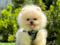 Kar beyazı pomeranian boo yavrular