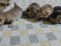Scottish Fold Yavrular