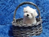 Sevimli maltese köpeği yavrularımız