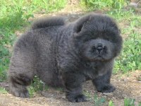 Çin Aslanı Yavrular Gelip Görerek Alabilirsiniz Adrese Teslimat Var