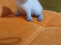 Süper kalite british shorthair yavrular