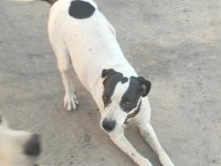 Ücretsiz ingiliz pointer (kara kafa)