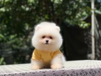 Dişi ve erkek pomeranian mevcuttur hepsi de safkan