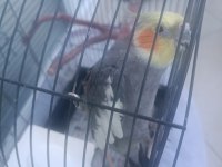 Erkek sultan papağanı