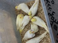 35 Günlük El Besleme Bilezikli Ev Üretimi Yavru Sultan