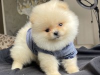 Ayı Surat Pomeranian Boo Yavrular