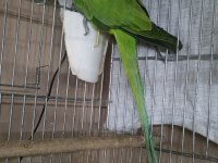 Erkek 16 Aylık Pakistan Papağanı